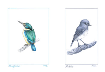 Fine-art-print-bird-sketches-Steve-Moase